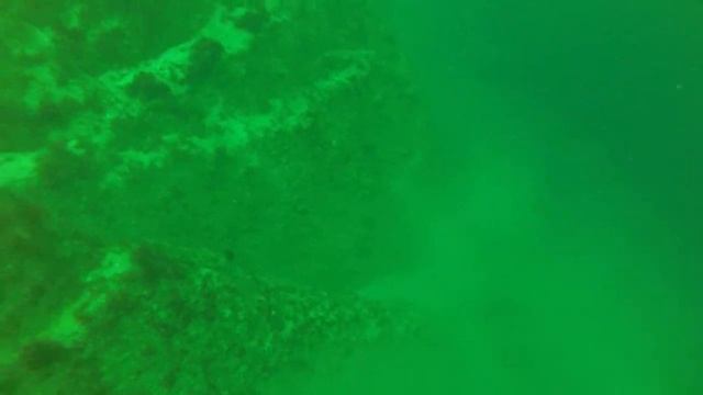 Дайвинг на баренцевом море. Краб получил свободу смотреть онлайн