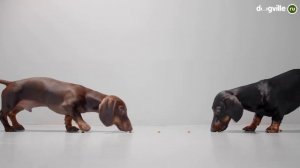 Такса - О породе - Как выбрать щенка Таксы?