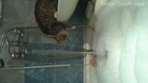 Кот говорит Нормально