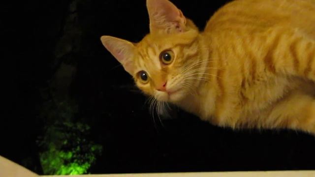 Смешной рыжий кот