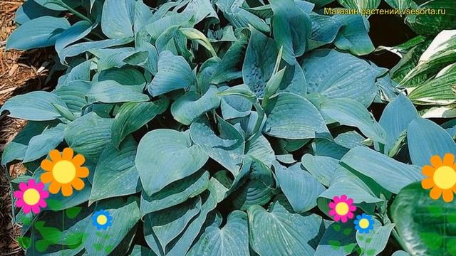 Хоста зибольда Тру Блю. Краткий обзор, описание характеристик hosta sieboldiana True Blue смотреть онлайн