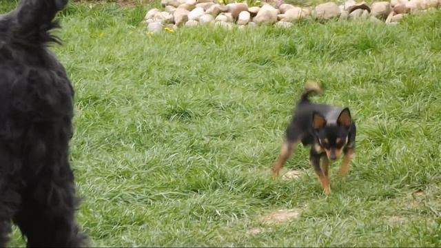 A little dog. смотреть онлайн