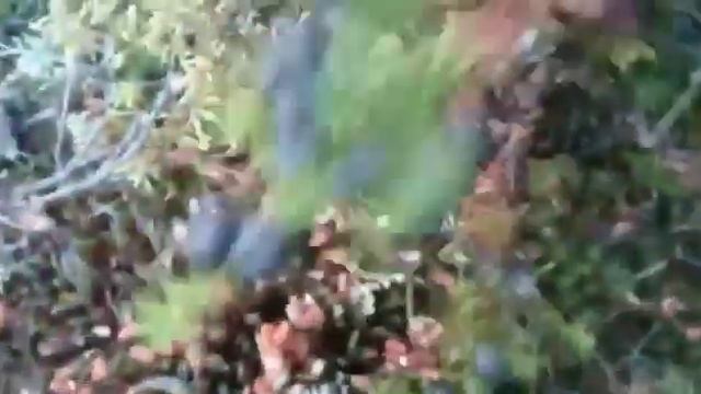 Что такое ягода шикша и с чем ее едят. смотреть онлайн