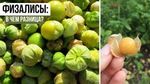 Физалис ягодный и овощной. В чем разница?