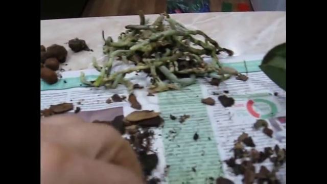 Пересадка моей цветущей орхидеи . смотреть онлайн