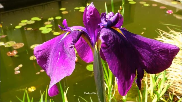 Flowers In The Guppy Ponds - Iris Louisiana 'Black Gamecock' ᴴᴰ
