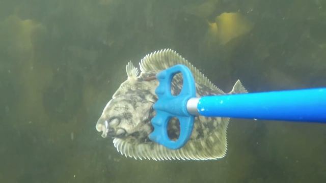 В Кольский залив за камбалой / To Kola Bay For Flounder