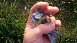 Осенняя ловля певчих птиц. Коноплянка реполов ??? 02.10.2020.