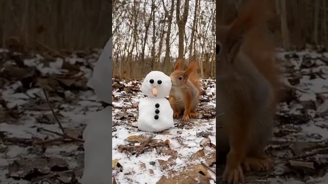 эти красивые животные)#белки#мыши#хомяк #хомячки#природа#животные#удивительно смотреть онлайн