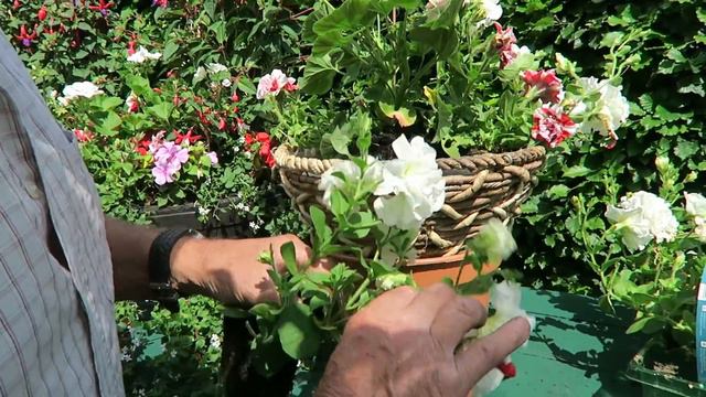 Planting Summer Tubs,  Harvesting Fruit And Salad Crops