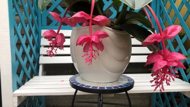 Medinilla Magnifica Flamenco | Plant Care UK смотреть онлайн