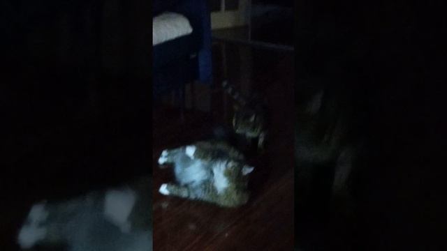 Бенгальская кошка охотится на сибирскую кошку. смотреть онлайн