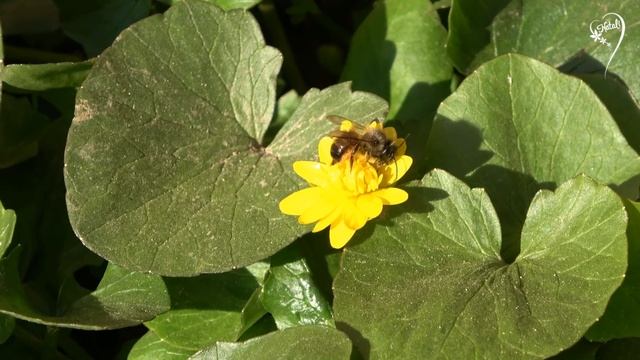 КРАСИВЫЕ НЕЖНЫЕ ЦВЕТЫ... Relax Music Clip смотреть онлайн