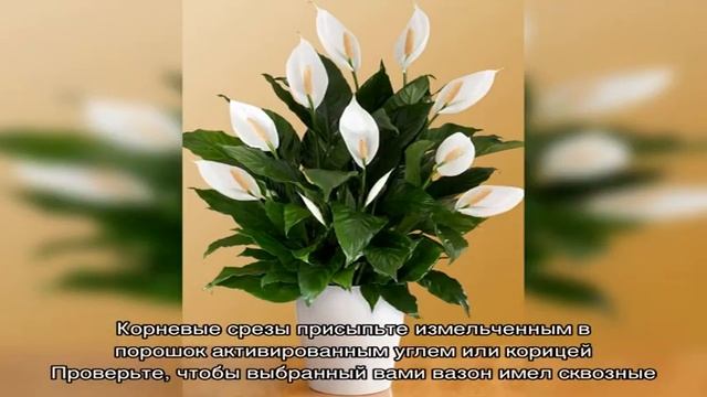 Женское счастье цветок: уход в домашних условиях. Когда цветет цветок спатифиллум Женское счастье . смотреть онлайн