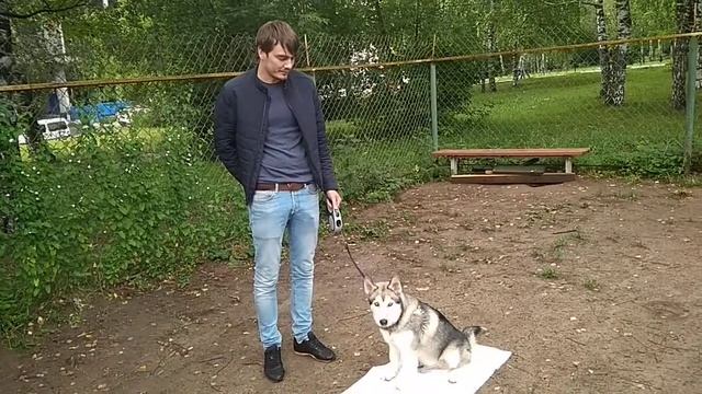 Дрессировка собак -Хаски Паскаль 3.5 мес.Дрессировщик -Владислав смотреть онлайн
