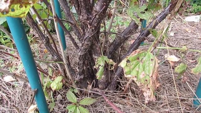 Куст красной смородины перед омолаживающей обрезкой... смотреть онлайн