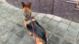 Немецкая овчарка скулит .