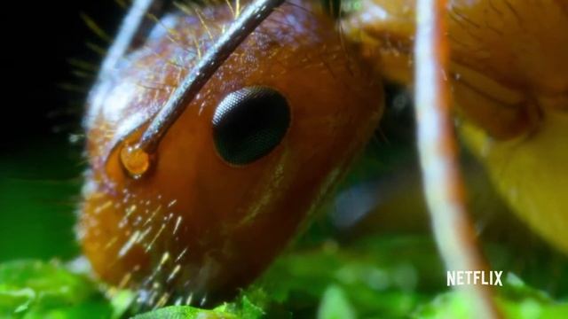 How does the cordyceps fungus work? | The Science Behind The Last of Us смотреть онлайн