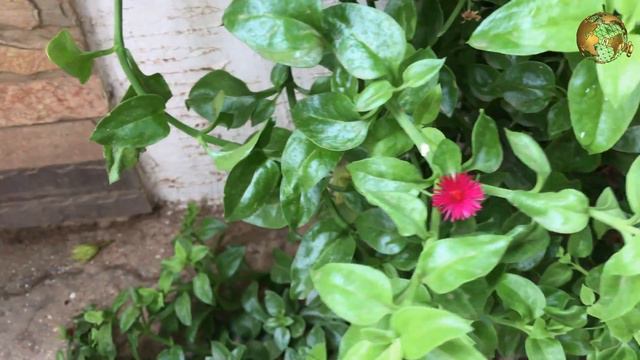 Baby Sunrose plant care and Propagation from cuttings | Aptenia cordifolia, heartleaf iceplant смотреть онлайн