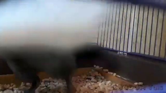 КТО ТАКИЕ ШИНШИЛЛЫ? смотреть онлайн
