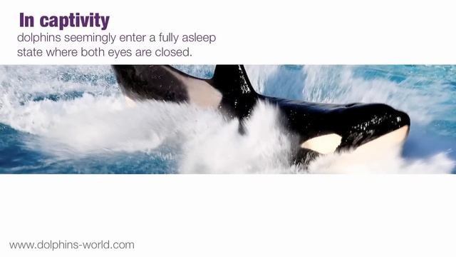 How Do Dolphins Sleep? смотреть онлайн