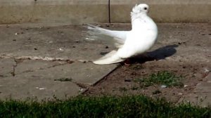 Староказачьи голуби Днепропетровской обл 0995073595