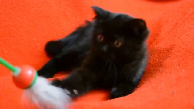 Купить черного шотландского котенка? Котята для Вас: черные шотландские котята. смотреть онлайн