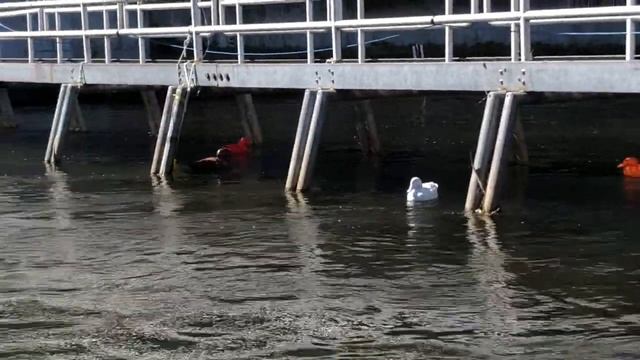 33rd Annual Traverse City Optimist Duck Race смотреть онлайн