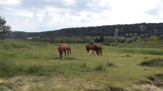 Лошади в Варне смотреть онлайн