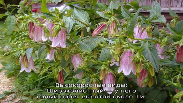 Многолетние цветы колокольчики смотреть онлайн