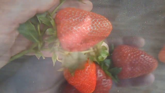 TECLA  сорт короткого светового дня