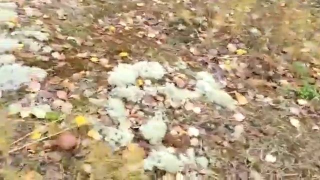 Грибов ВАЛОМ! 8 вёдер за 3 часа! смотреть онлайн