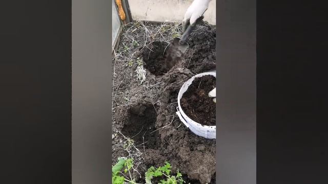 Сажаю томаты в глину. смотреть онлайн