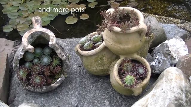 DIY creative planting sempervivum! Doe het zelf: creatieve beplanting vetplant! смотреть онлайн