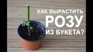 Как вырастить розу из букета в домашних условиях? Как укоренить розу из букета?