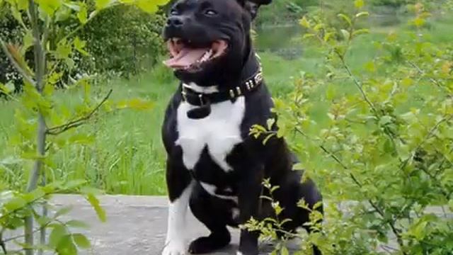 Стаффордширский бультерьер. Лучшие породы собак. смотреть онлайн