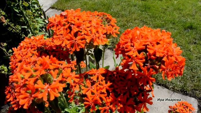 Красивые красные цветы, которые стоит посадить в своем саду смотреть онлайн