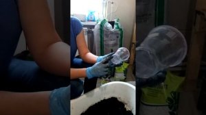 Готовим грунт и рассаживаем крапивку малины из маточного корня