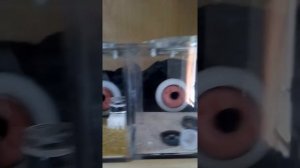 Как я содержу муравьев в бамбуковых пробирках 27.03.2021