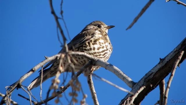Голоса птиц Как поёт Дрозд деряба Turdus viscivorus.mp4 смотреть онлайн