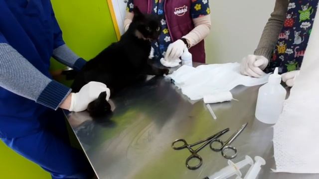 Забрала больного кота с почты!!! Покупка для хвостатых ?? смотреть онлайн