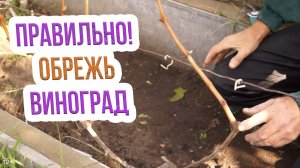 Правила осенней обрезки винограда в Сибири. Как обрезать виноград в Сибири?