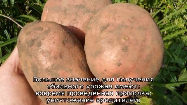 Картофель Азарт смотреть онлайн