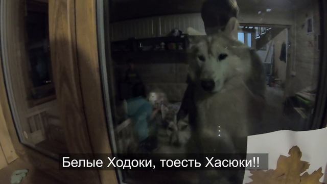 Бедный Хаски Умоляли впустить их домой смотреть онлайн