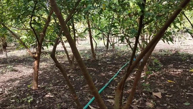 Jual bibit loa🌱bahan bonsai loa🌳WA 081330510154🌱 fresh cangkok pohon loa смотреть онлайн