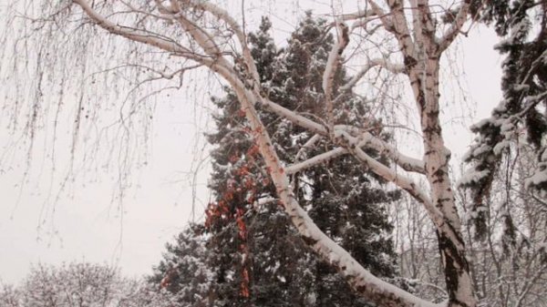 ОТЕЦ МИХАИЛ ЛОНГИН(ЖАР) . ТЕРРИТОРИЯ ЛЮБВИ.