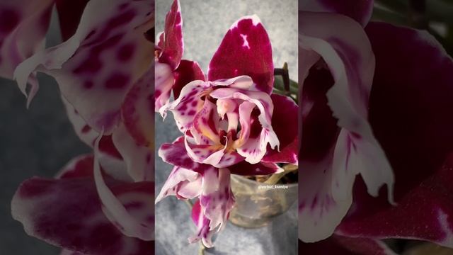 Dtps. Formosa Cranberry ‘Pudding’ (peloric 3-lips) | black & white | Мини-орхидея Формоза крэнберри смотреть онлайн