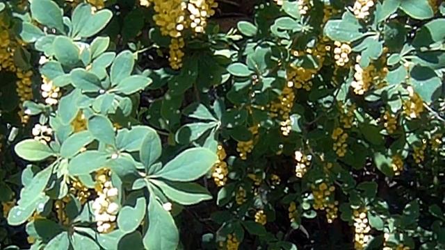 Экшен камера Bravis A3. Функция "zoom". Цветет барбарис. смотреть онлайн