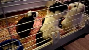 Свистящие морские свинки