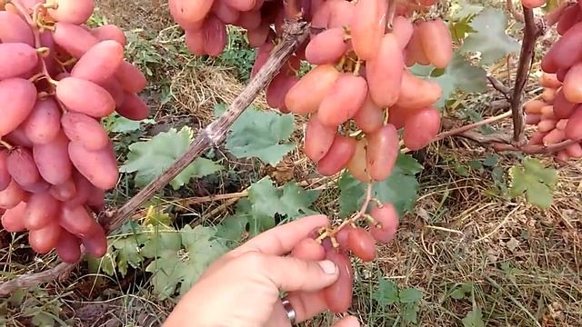 Виноград Кишмиш Лучистый, Преображение (прививки) смотреть онлайн